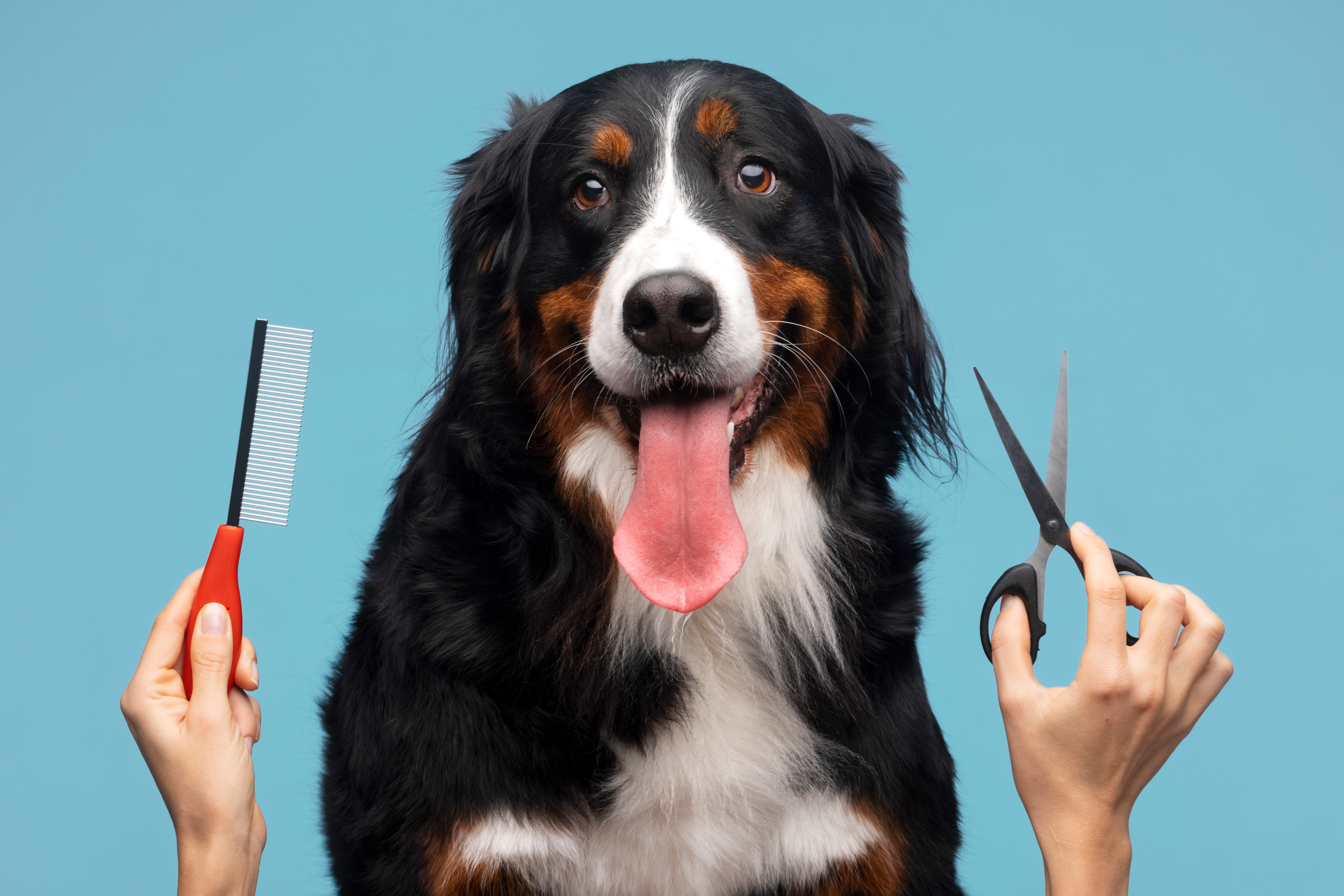 How Pet Grooming Helps Prevent Fleas and Skin Problems